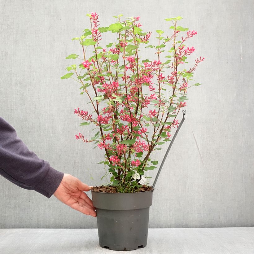 Amostra de Groselheira-sanguínea Johannie PinkPomp - Ribes sanguineum Vaso de 4 L/5 L tal como entregue na primavera