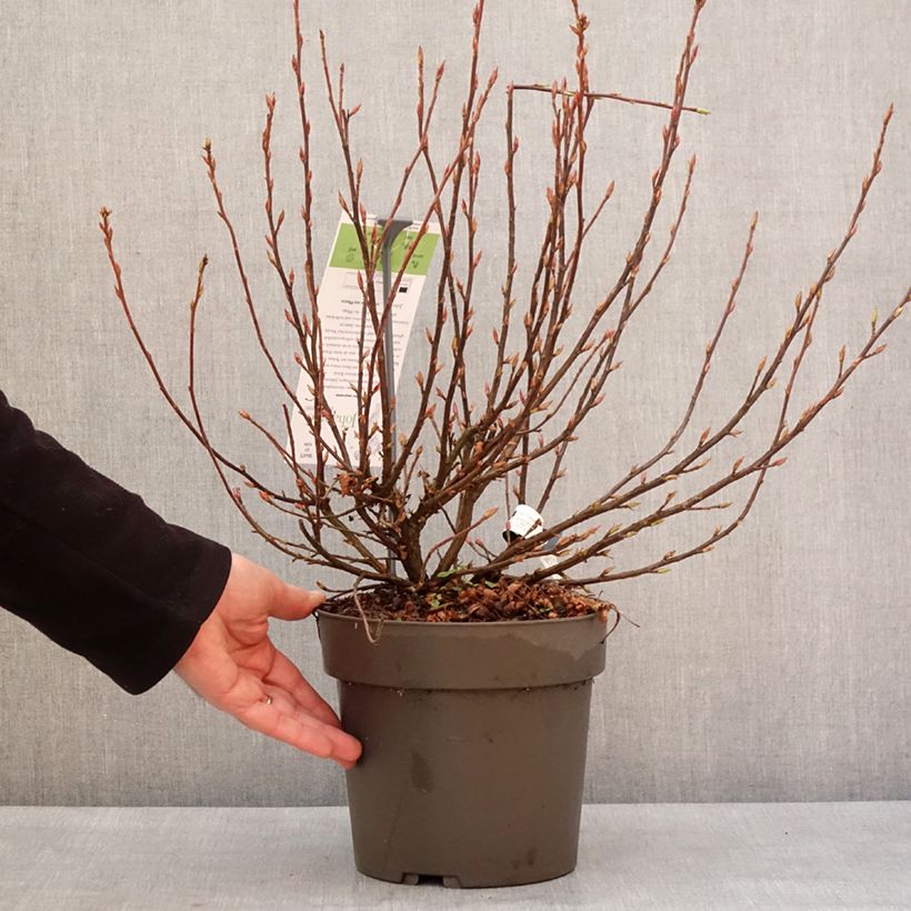 Amostra de Ribes sanguineum Johannie Whitenow! - Groseillier à fleurs Pot de 4L/5L tal como entregue no inverno