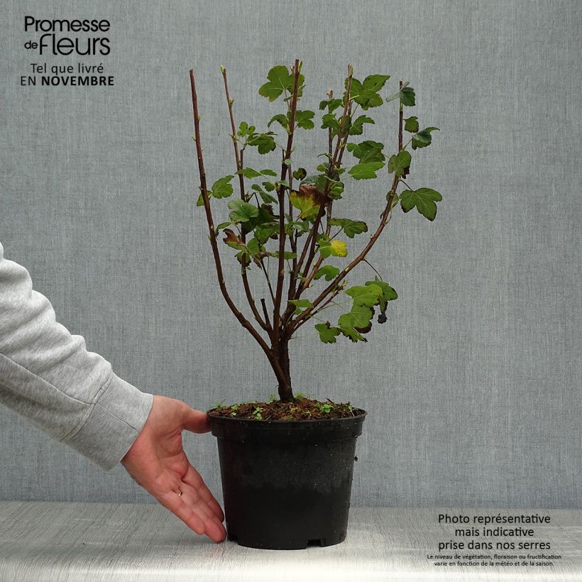 Amostra de Groselheira-sanguínea King Edward VII - Ribes sanguineum Vaso de 3 L/4 L tal como entregue no outono