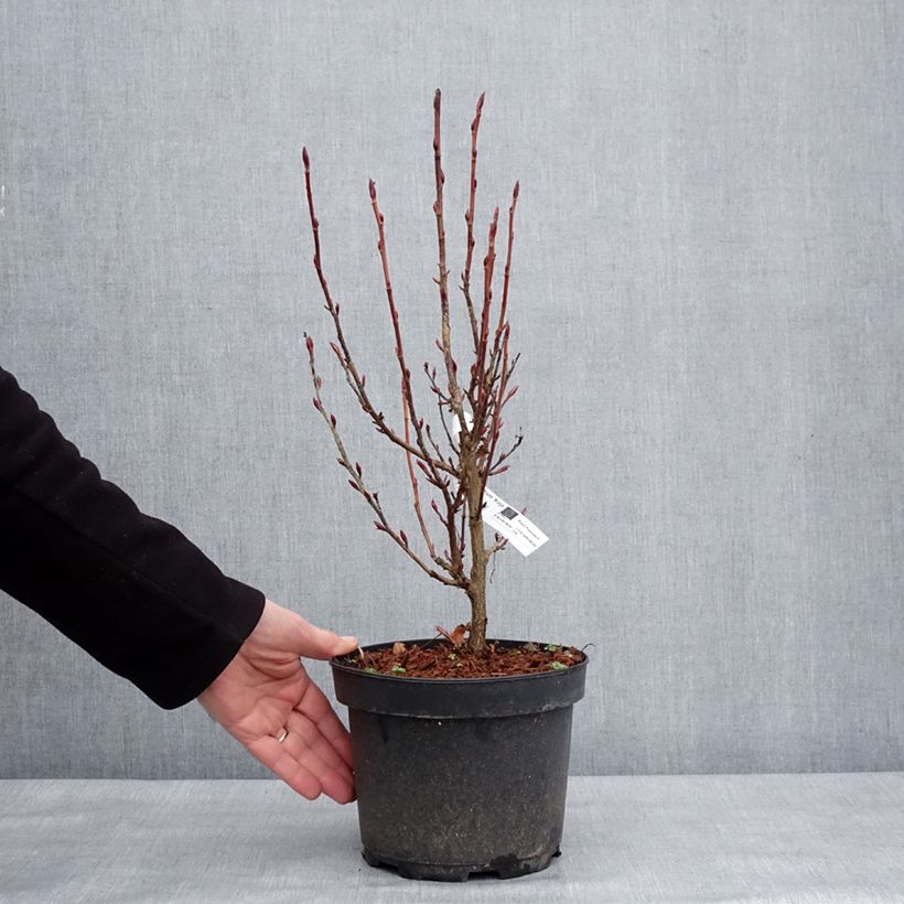 Amostra de Ribes sanguineum Koja - Groseillier à fleurs Pot de 3L/4L tal como entregue no inverno