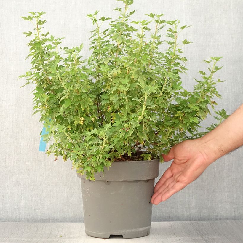 Amostra de Groselheira-sanguínea Oregon Snowflake - Ribes sanguineum Vaso de 3 L/4 L tal como entregue no verão