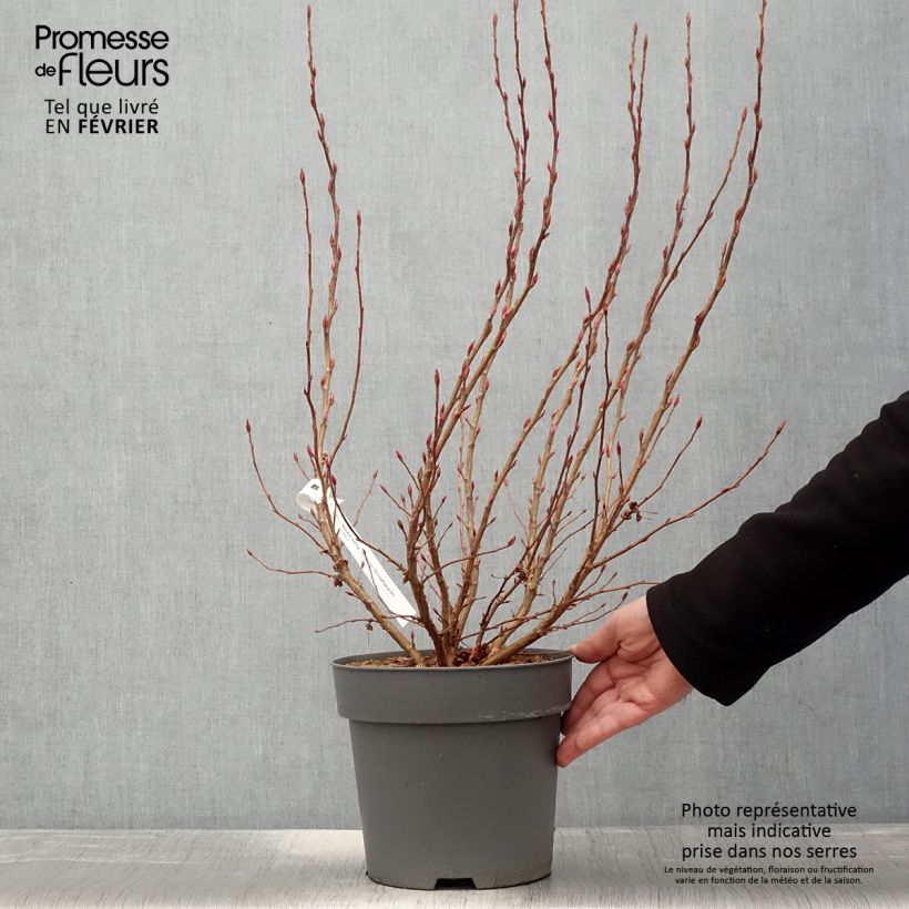 Amostra de Ribes sanguineum Oregon Snowflake - Groseillier à fleurs Vaso de 3 L/4 L tal como entregue no inverno