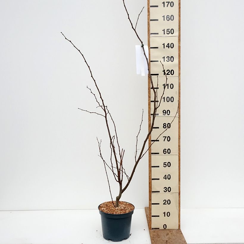 Amostra de Robinia margaretta Georgia da Torino - Acácia-bastarda Vaso de 7,5 L/10 L tal como entregue no inverno