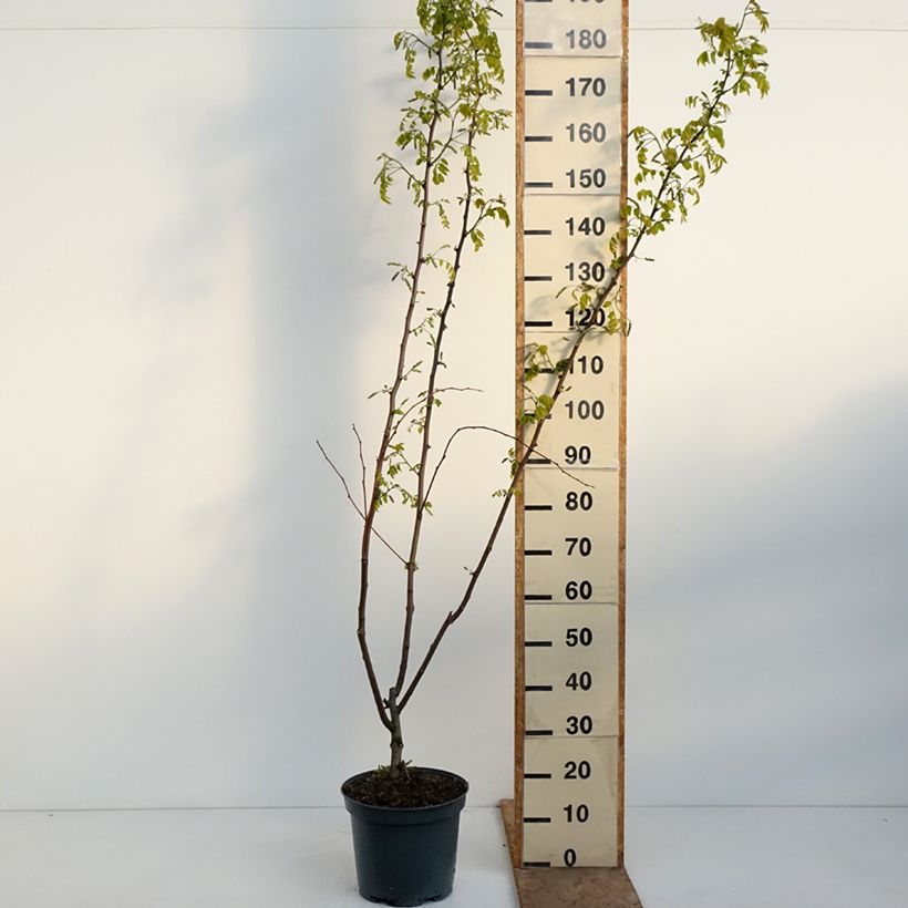 Amostra de Robinia margaretta Georgia da Torino - Acácia-bastarda Vaso de 7,5 L/10 L tal como entregue na primavera