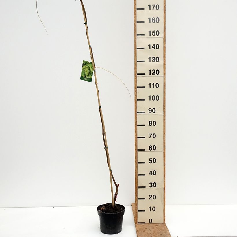 Amostra de Robinia pseudoacacia Altdorf - Acácia-bastarda Vaso de 4 L/5 L tal como entregue no outono