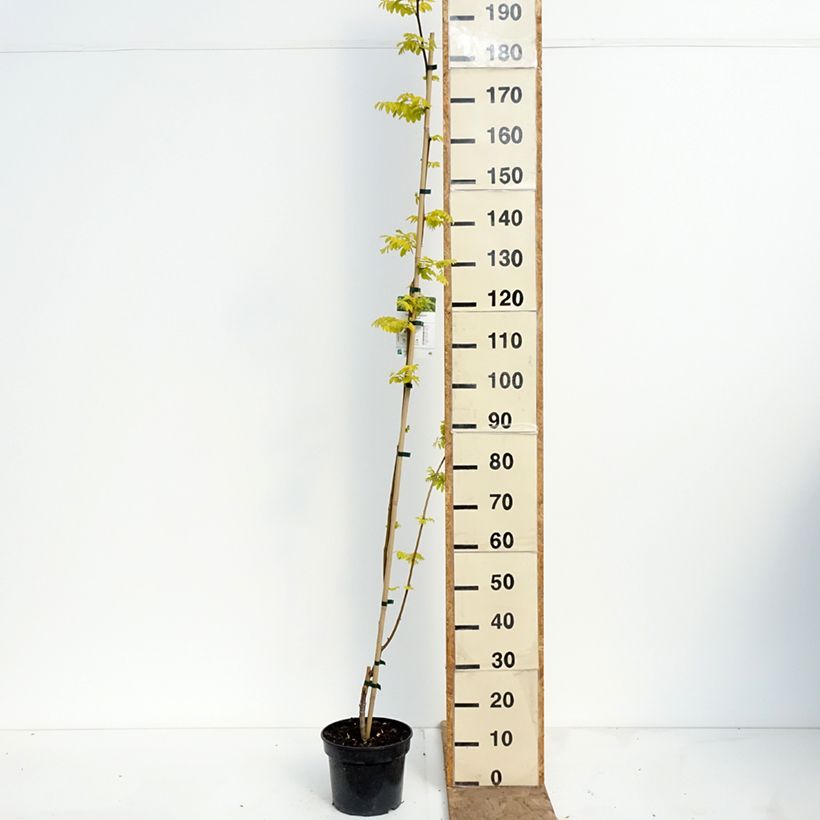 Amostra de Robinia pseudoacacia Altdorf - Acácia-bastarda Vaso de 4 L/5 L tal como entregue na primavera