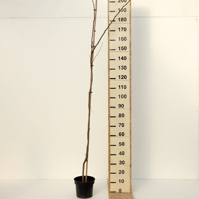 Amostra de Robinia pseudoacacia Altdorf - Robinier faux acacia doré Pot de 4L/5L tal como entregue no inverno