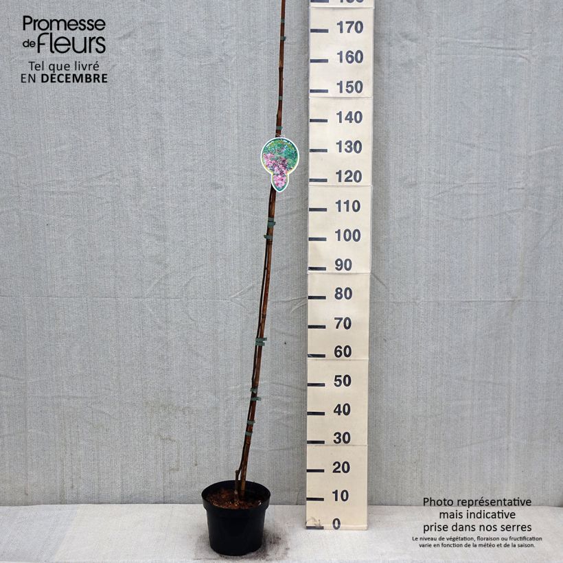 Amostra de Robinia pseudoacacia Casque Rouge - Acácia-bastarda Vaso de 4 L/5 L tal como entregue no outono