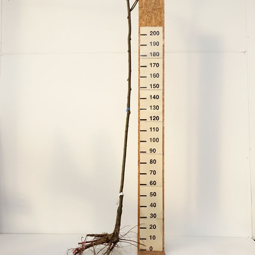 Amostra de Robinia pseudoacacia Casque Rouge - Robinier faux acacia  Raízes nuas tal como entregue no inverno