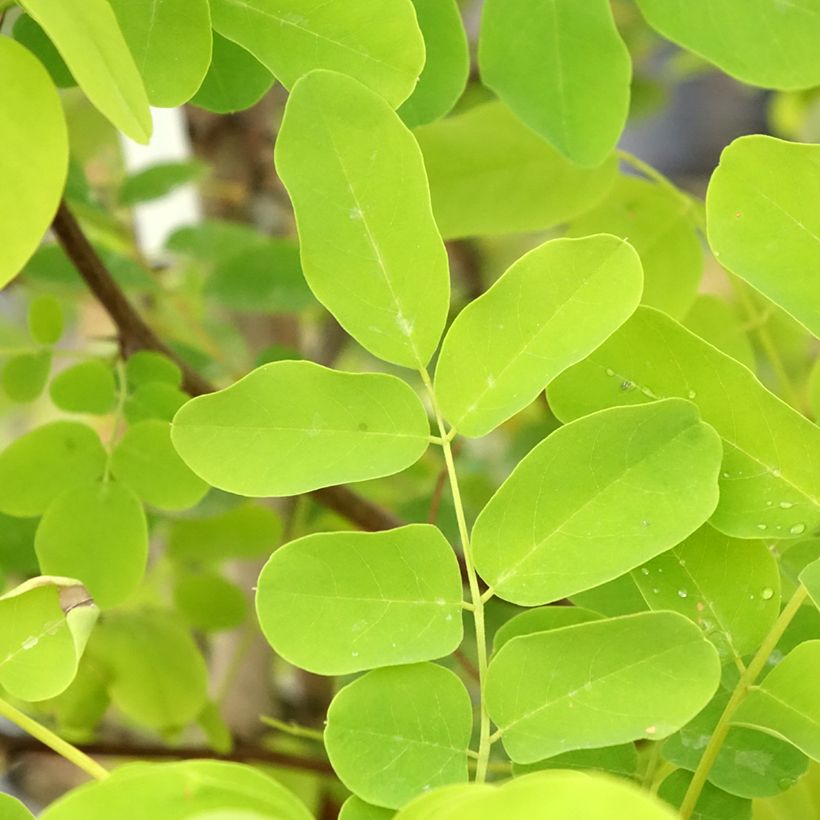 Robinia pseudoacacia Coluteoides - Acácia-bastarda (Folhagem)
