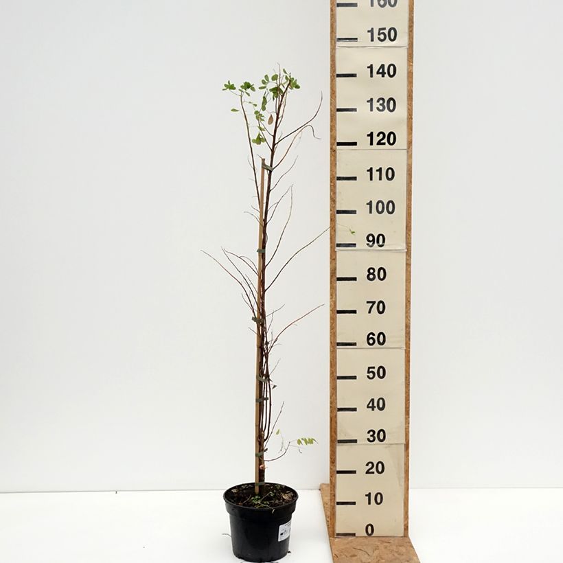 Amostra de Robinia pseudoacacia Coluteoides - Acácia-bastarda Vaso de 4 L/5 L tal como entregue no outono