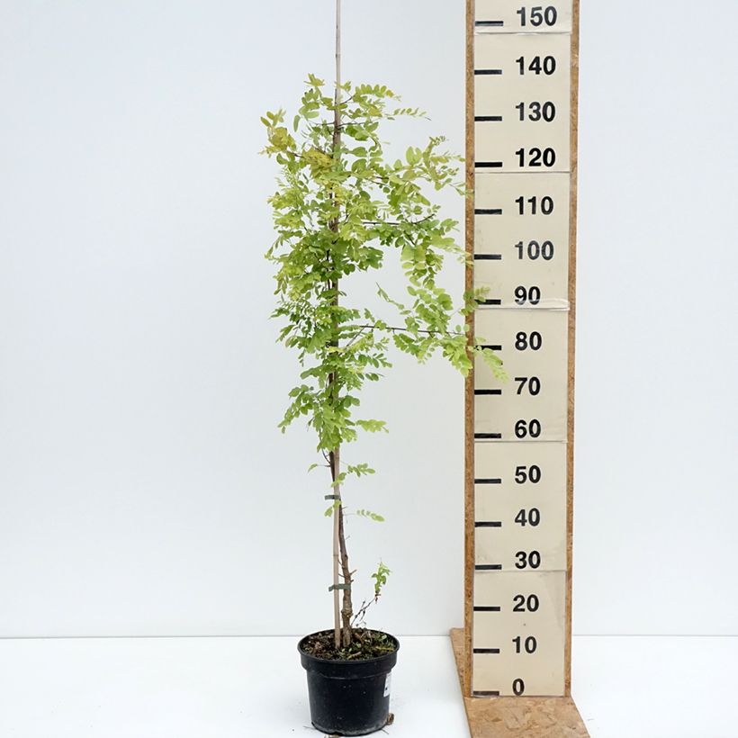Amostra de Robinia pseudoacacia Coluteoides - Acácia-bastarda Vaso de 4 L/5 L tal como entregue no verão