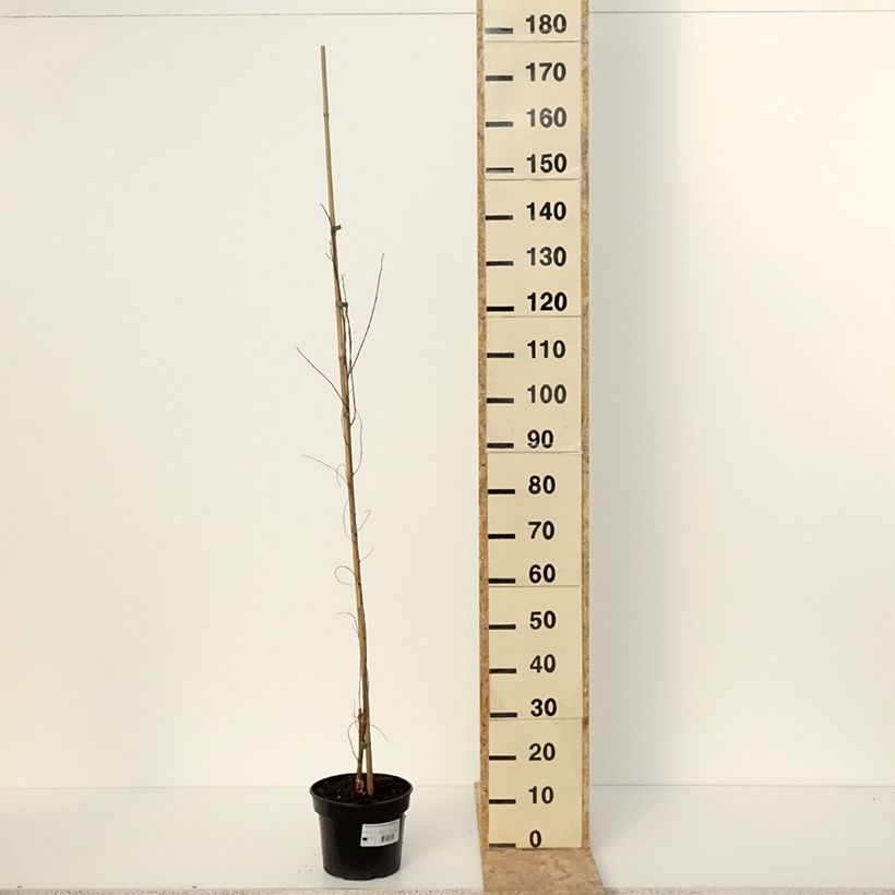 Amostra de Robinia pseudoacacia Coluteoides - Robinier faux acacia Vaso de 4 L/5 L tal como entregue no inverno