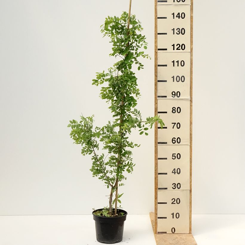 Amostra de Robinia pseudoacacia Coluteoides - Acácia-bastarda Vaso de 4 L/5 L tal como entregue na primavera