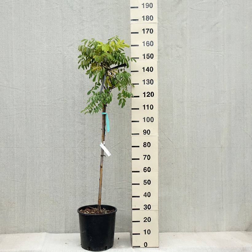 Amostra de Robinia pseudoacacia Frisia - Acácia-bastarda Vaso de 12 L/15 L, Brasão tal como entregue no outono
