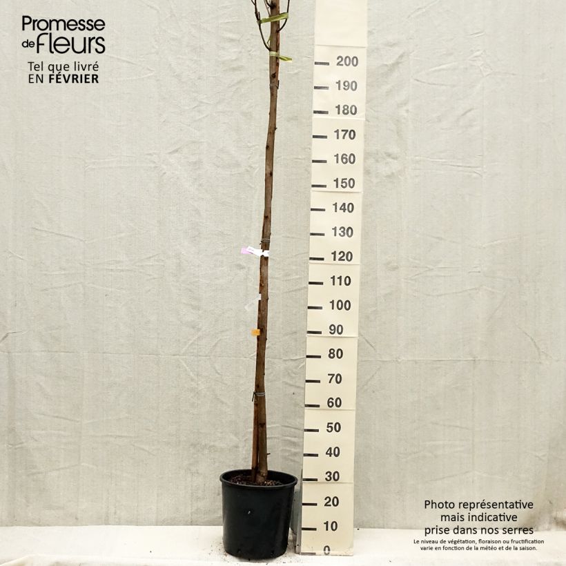 Amostra de Robinia pseudoacacia Frisia - Robinier doré  Vaso de 12 L/15 L tal como entregue no inverno
