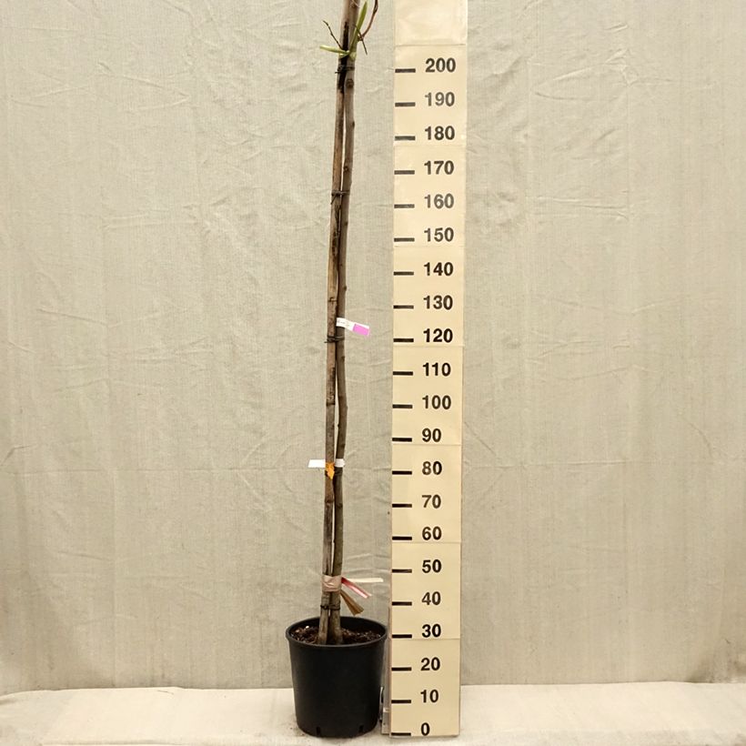 Amostra de Robinia pseudoacacia Frisia - Acácia-bastarda Vaso de 12 L/15 L, Brasão tal como entregue na primavera