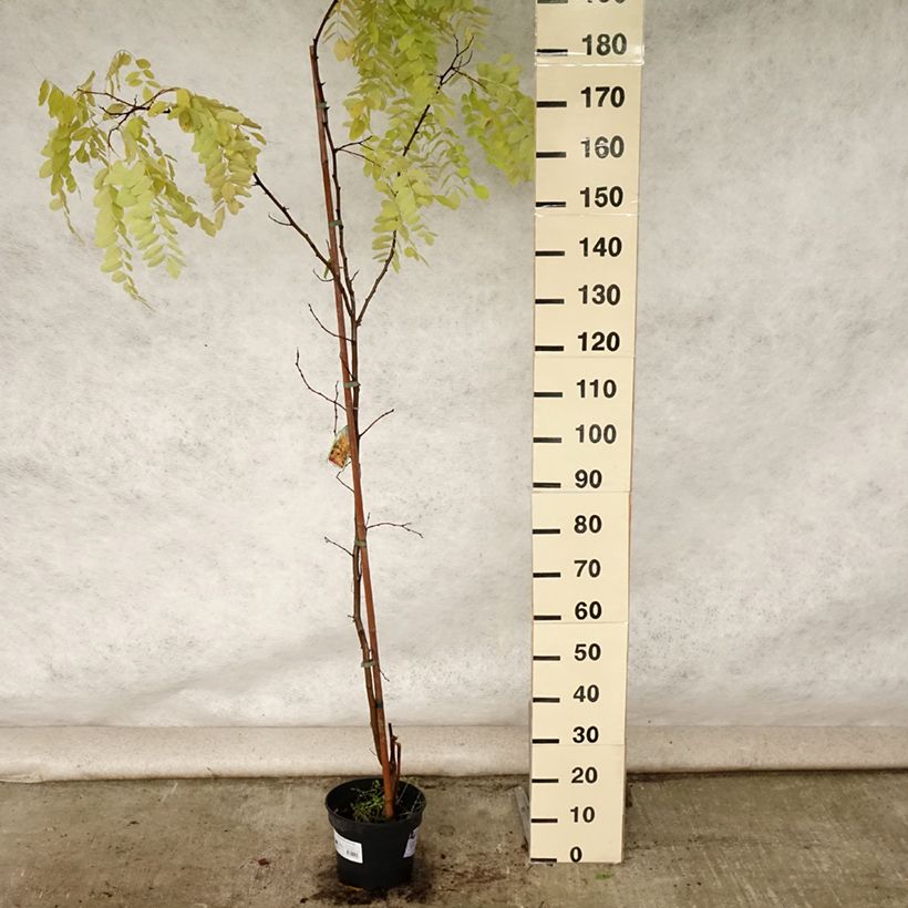 Amostra de Robinia pseudoacacia Frisia - Acácia-bastarda Vaso de 4 L/5 L tal como entregue no verão