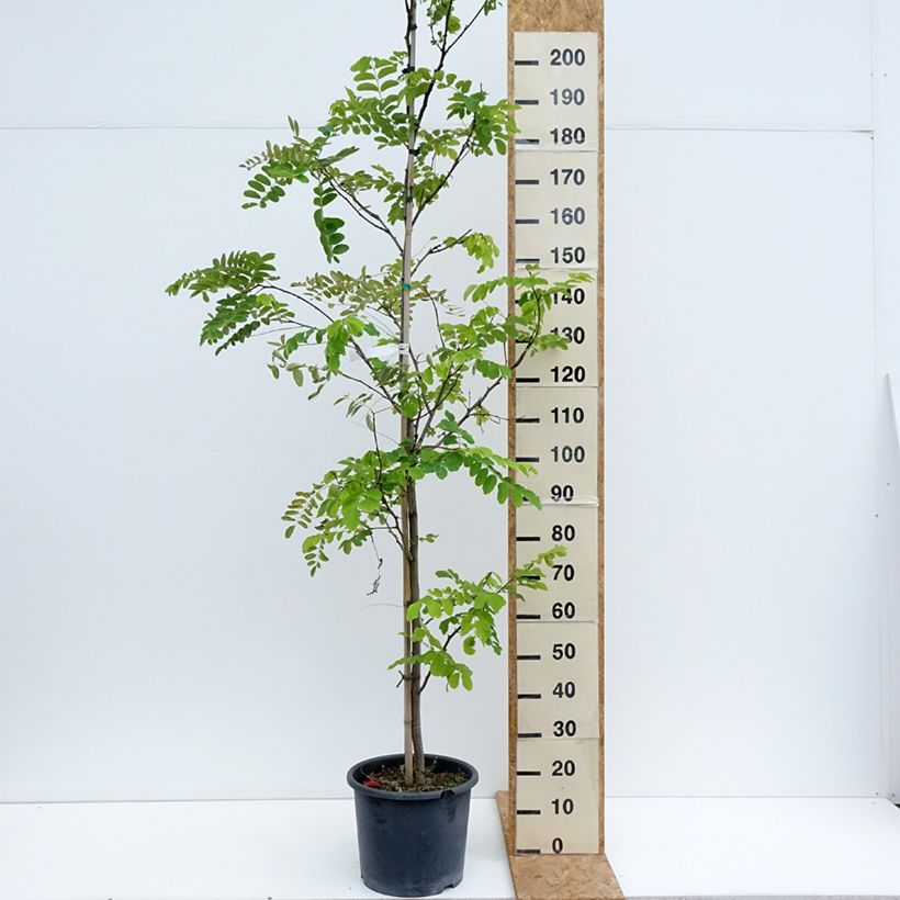 Amostra de Robinia pseudoacacia Frisia - Acácia-bastarda Vaso de 12 L/15 L, Brasão tal como entregue no verão