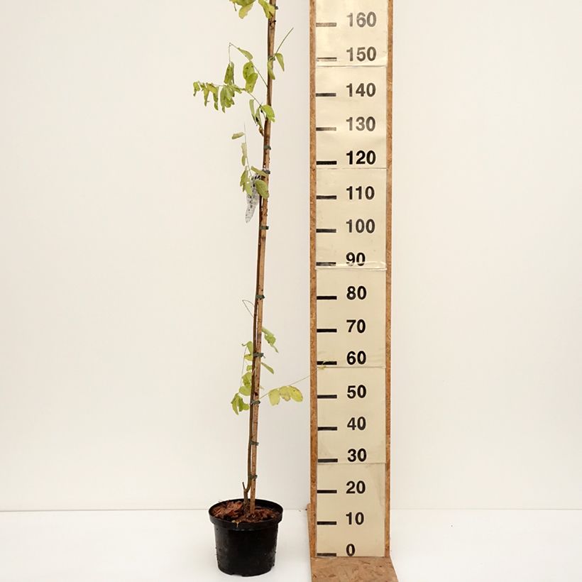 Amostra de Robinia pseudoacacia Frisia - Acácia-bastarda Vaso de 4 L/5 L tal como entregue no outono