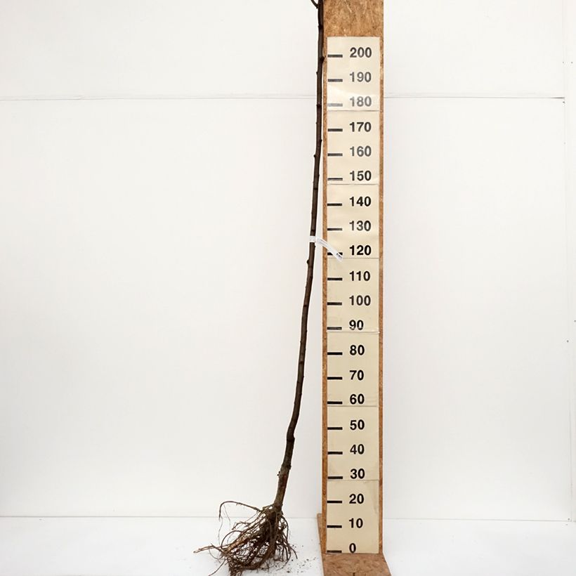 Amostra de Robinia pseudoacacia Frisia - Robinier doré  Raízes nuas tal como entregue no inverno