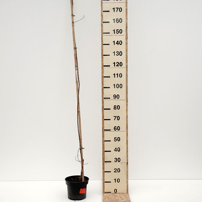 Amostra de Robinia pseudoacacia Karolina Zamoyska - Robinier panaché Vaso de 4 L/5 L tal como entregue no inverno