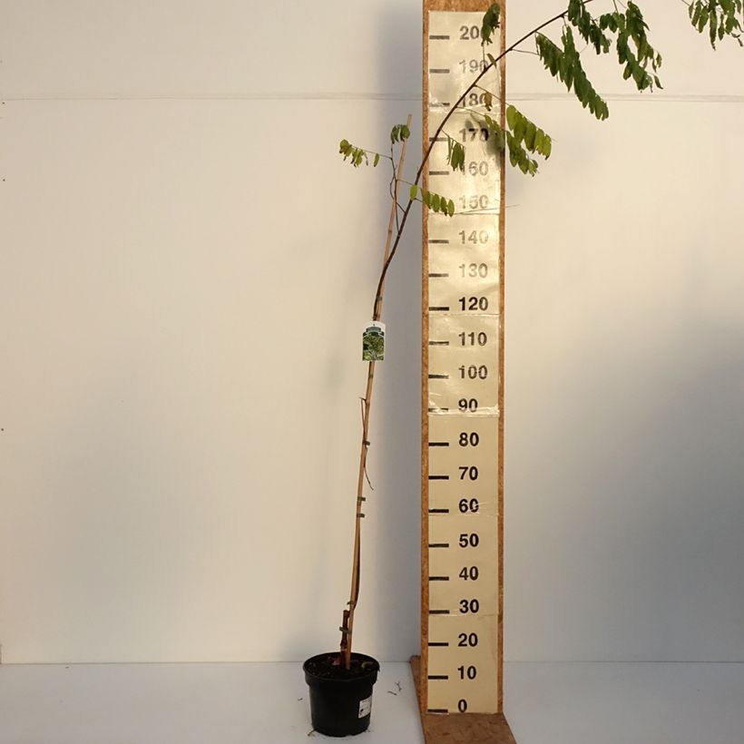 Amostra de Robinia pseudoacacia Karolina Zamoyska - Acácia-bastarda Vaso de 4 L/5 L tal como entregue no outono