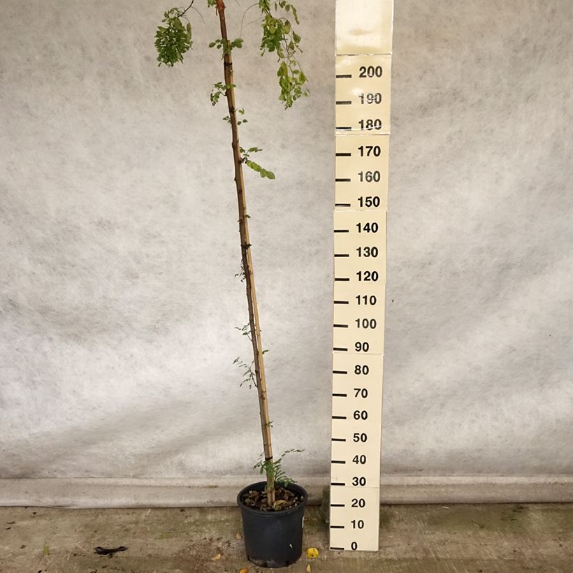 Amostra de Robinia pseudoacacia Twisty Baby Lace Lady - Acácia-bastarda Vaso de 7,5 L/10 L tal como entregue no outono