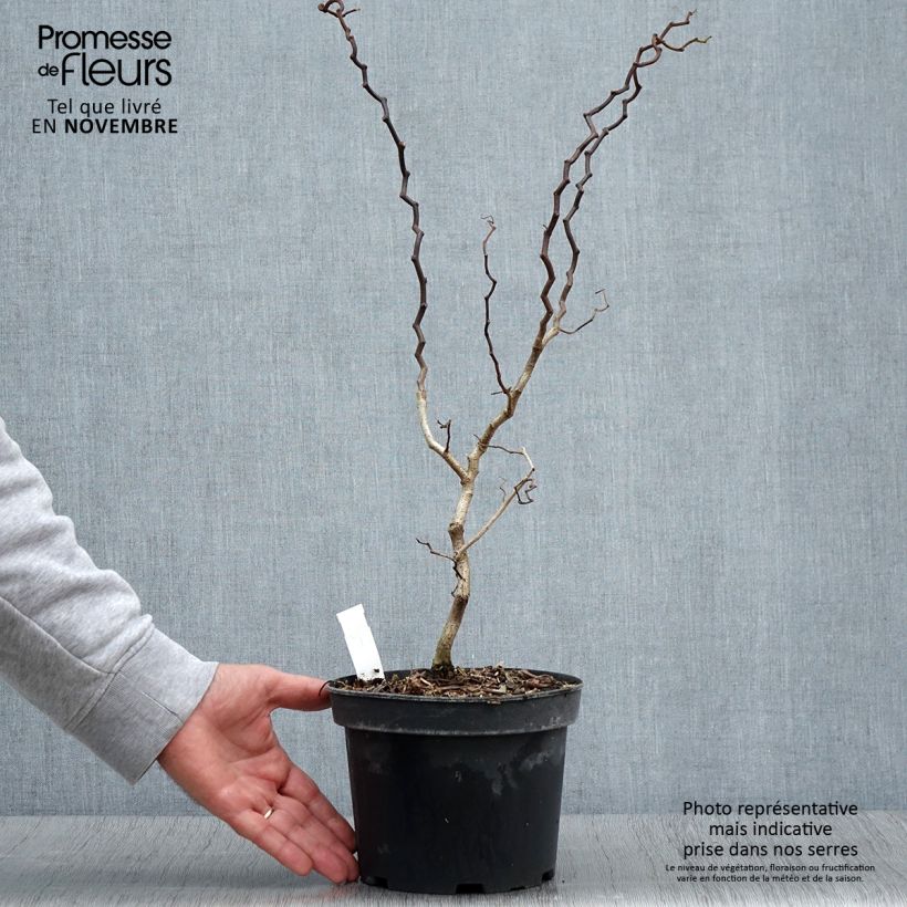 Amostra de Robinia pseudoacacia Twisty Baby Lace Lady - Acácia-bastarda Vaso de 3 L/4 L tal como entregue no outono