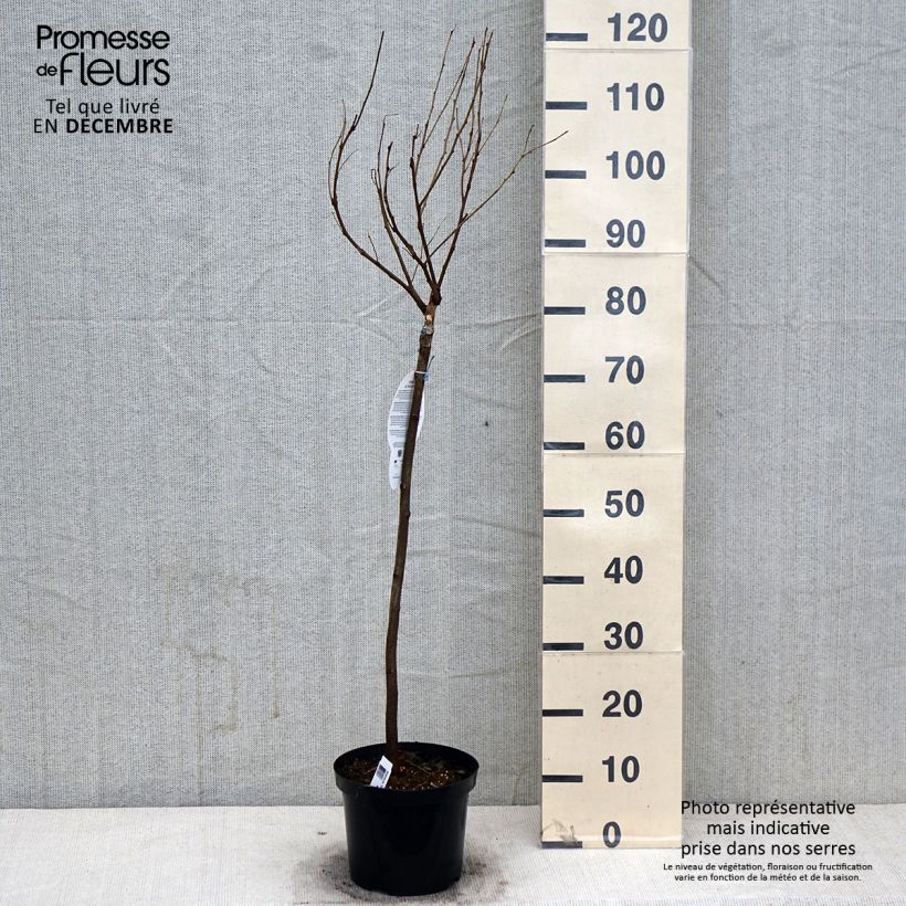 Amostra de Robinia pseudoacacia Umbraculifera - Acácia-bastarda Vaso de 4 L/5 L, Meia haste tal como entregue no outono