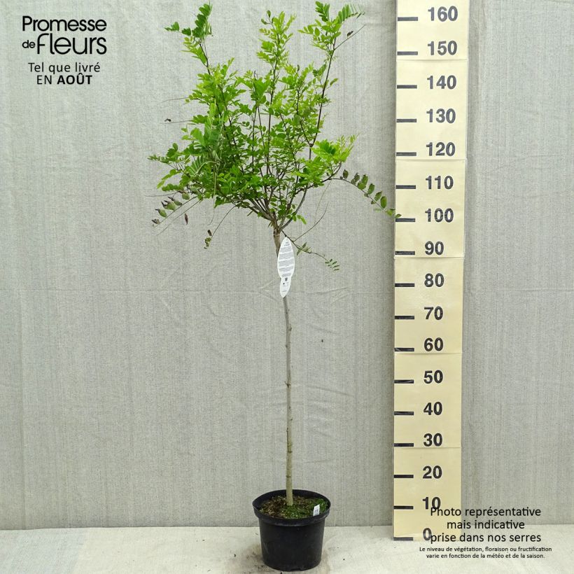 Amostra de Robinia pseudoacacia Umbraculifera - Acácia-bastarda Vaso de 4 L/5 L, Meia haste tal como entregue no verão