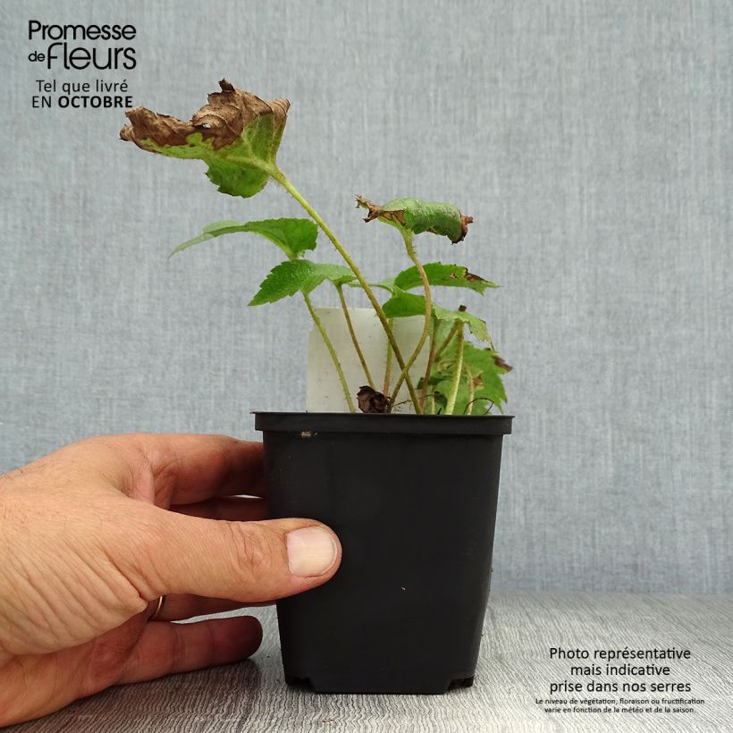 Amostra de Rodgersia aesculifolia Vaso de 8/9 cm tal como entregue no outono