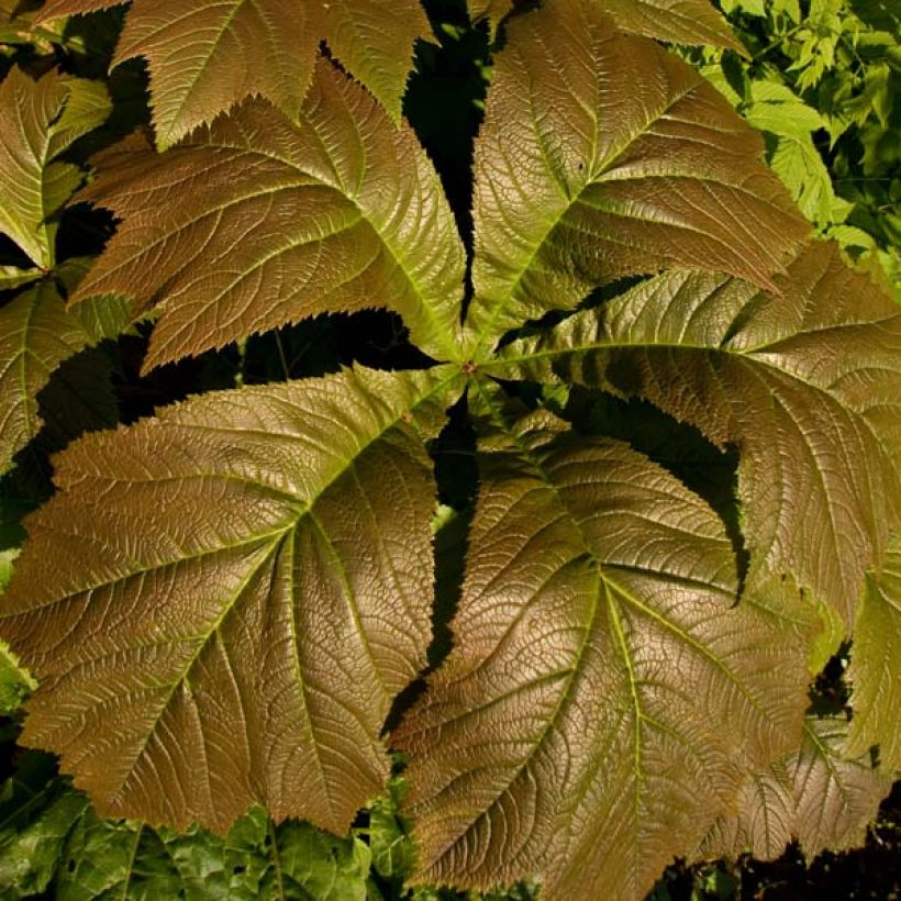 Rodgersia aesculifolia Irish Bronze (Folhagem)