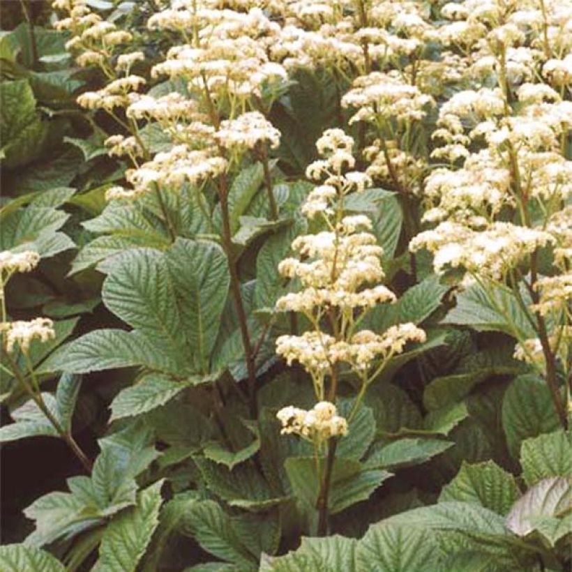 Rodgersia aesculifolia Irish Bronze (Hábito)