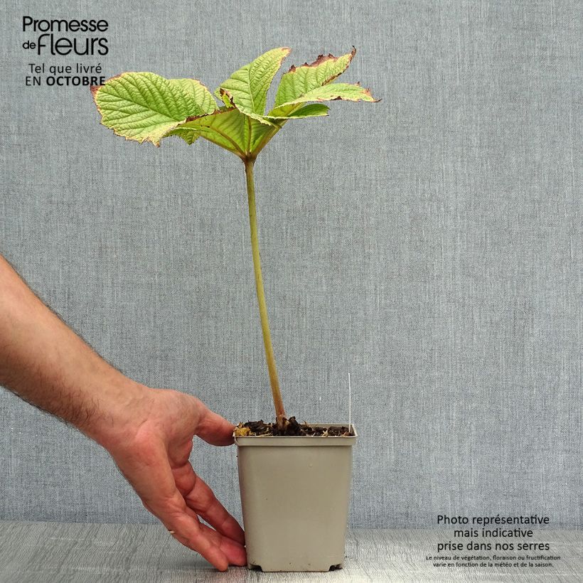 Amostra de Rodgersia aesculifolia Irish Bronze Vaso de 8/9 cm tal como entregue no outono