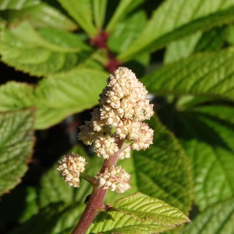 Rodgersia aesculifolia var. henrici (Floração)