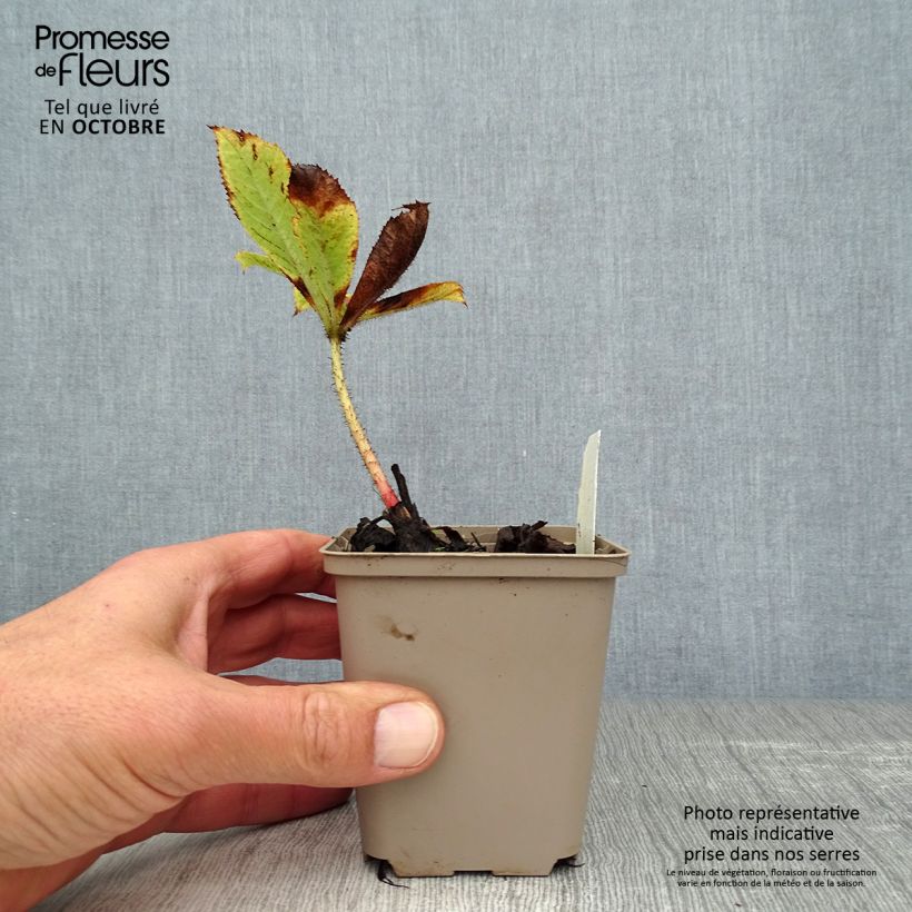 Amostra de Rodgersia aesculifolia var. henrici Vaso de 8/9 cm tal como entregue no outono