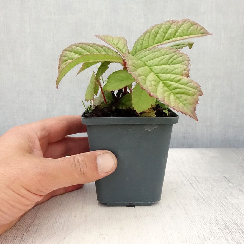 Amostra de Rodgersia aesculifolia var. henrici Vaso de 8/9 cm tal como entregue no verão