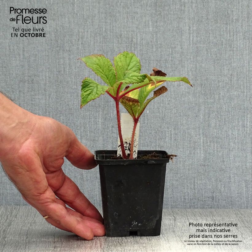 Amostra de Rodgersia pinnata Bronze Peacock Vaso de 8/9 cm tal como entregue no outono