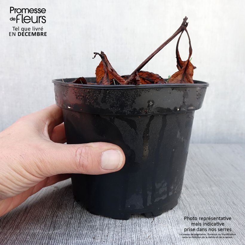Amostra de Rodgersia pinnata Bronze Peacock Vaso de 2 L/3 L tal como entregue no outono