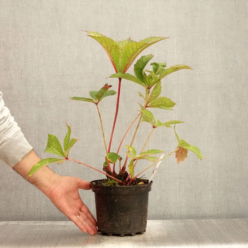 Amostra de Rodgersia pinnata Chocolate Wings Vaso de 2 L/3 L tal como entregue no outono