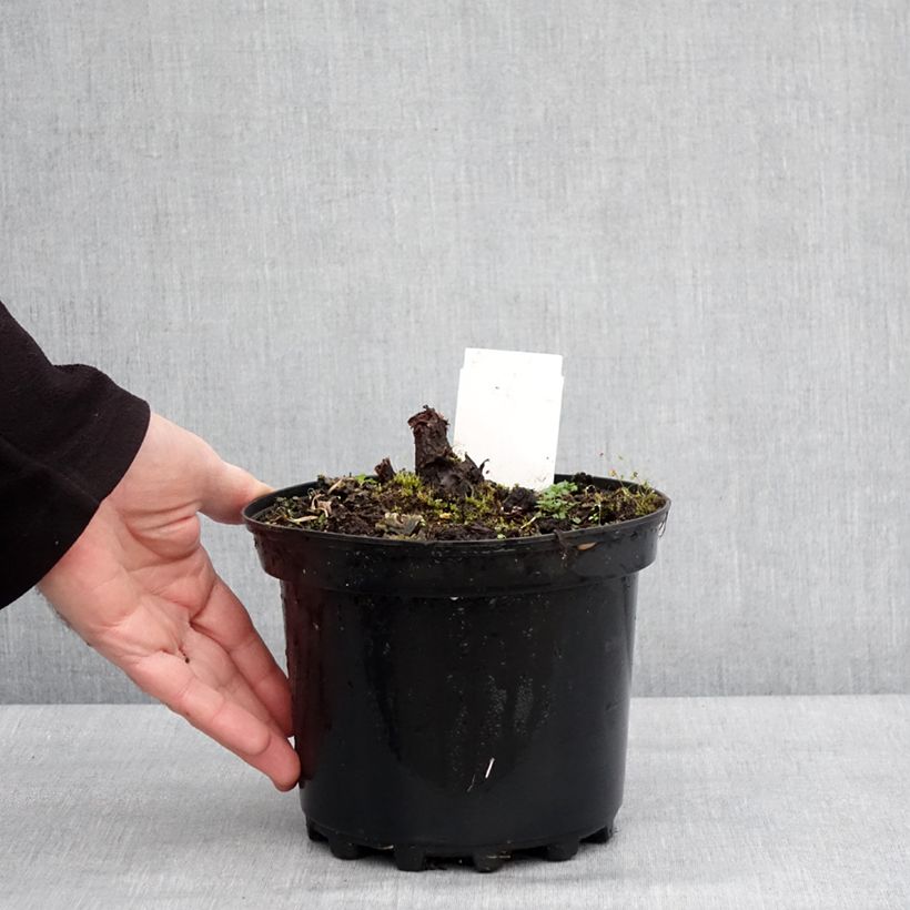 Amostra de Rodgersia pinnata Chocolate Wings Vaso de 2 L/3 L tal como entregue no inverno