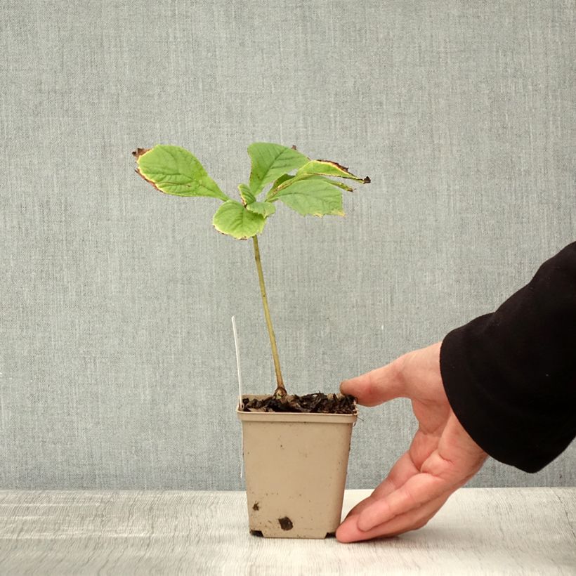 Amostra de Rodgersia pinnata Elegans Vaso de 8/9 cm tal como entregue no outono