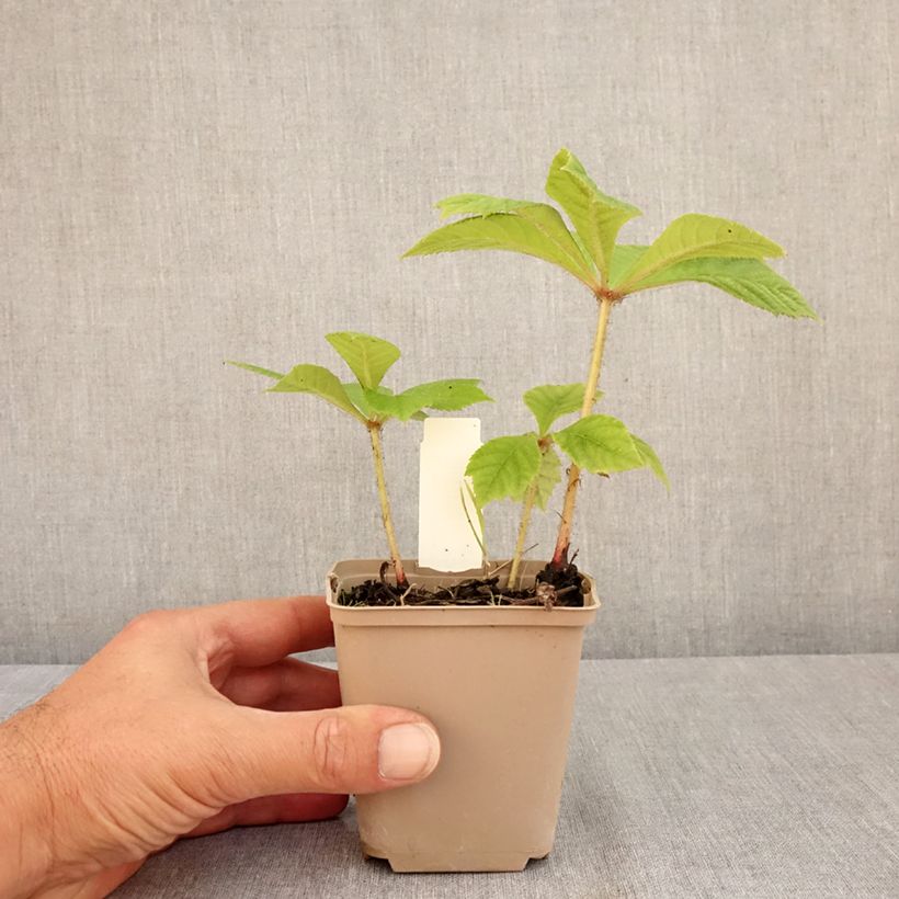 Amostra de Rodgersia pinnata Elegans Vaso de 8/9 cm tal como entregue no verão