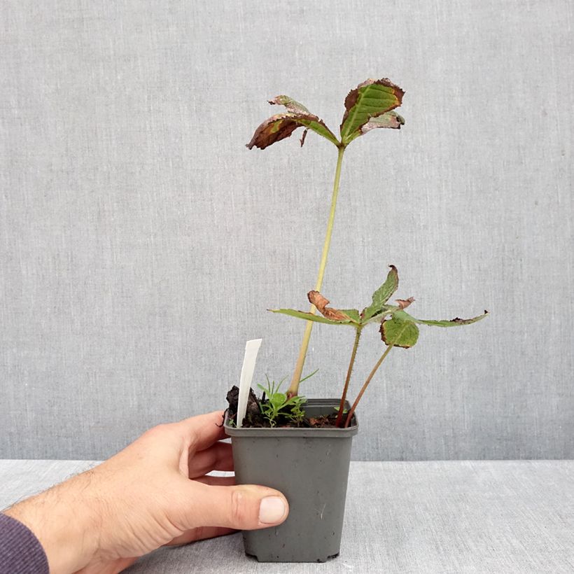 Amostra de Rodgersia pinnata Hercules Vaso de 8/9 cm tal como entregue no outono