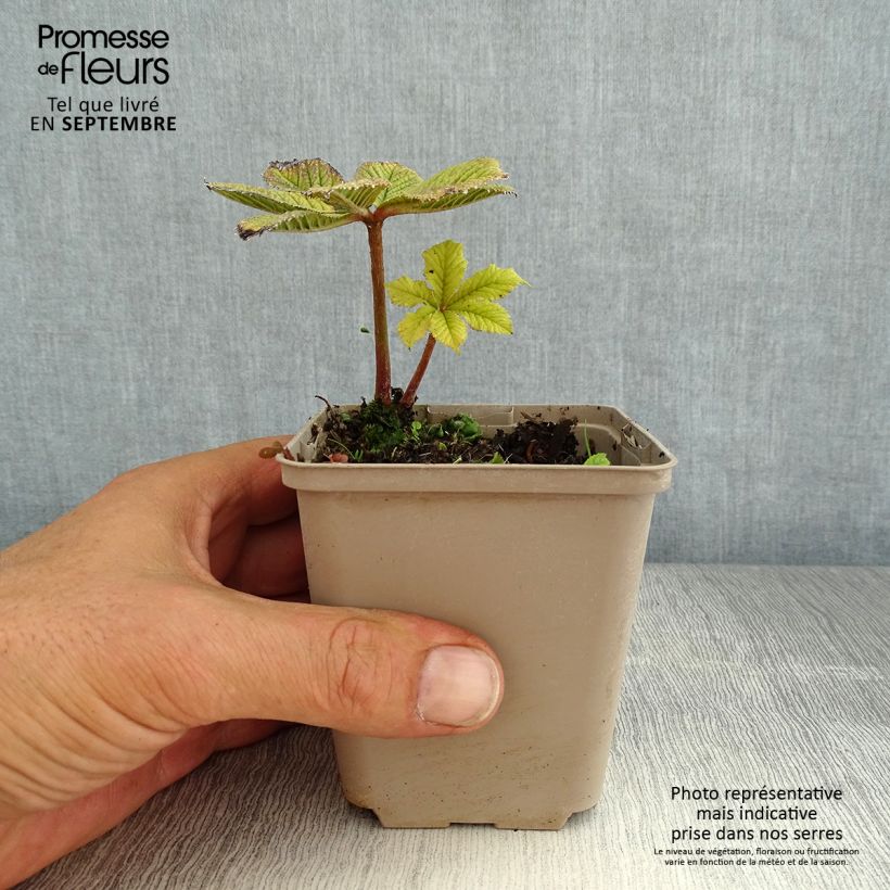 Amostra de Rodgersia pinnata Hercules Vaso de 8/9 cm tal como entregue no verão