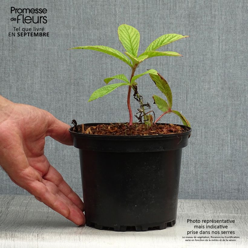 Amostra de Rodgersia pinnata Vaso de 1,5 L/2 L tal como entregue no outono
