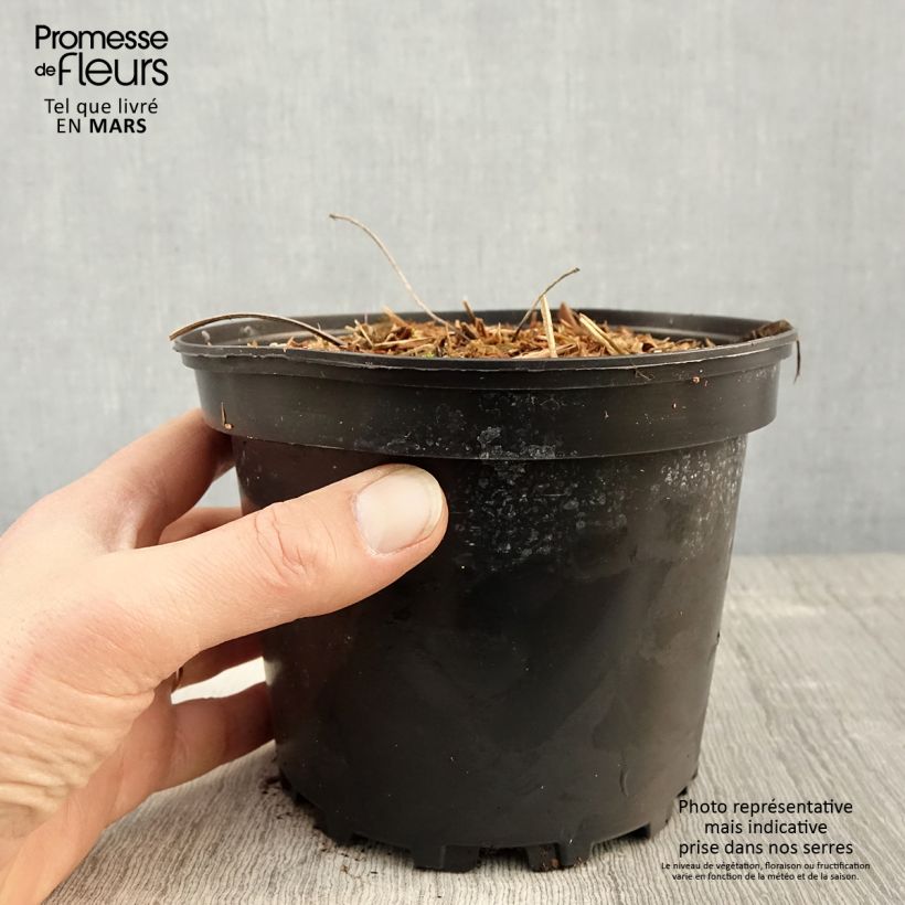 Amostra de Rodgersia pinnata Vaso de 1,5 L/2 L tal como entregue na primavera