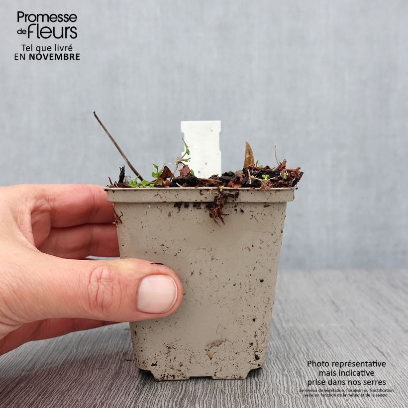 Amostra de Rodgersia podophylla Vaso de 8/9 cm tal como entregue no outono