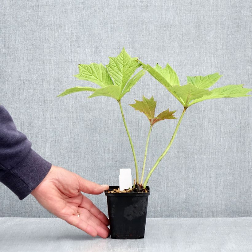Amostra de Rodgersia podophylla Vaso de 8/9 cm tal como entregue na primavera